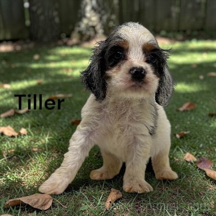 puppy, for, sale, Cocker Spaniel, Joe & Cherri  Overlease, dog, breeder, Miller, MO, dog-breeder, puppy-for-sale, forsale, nearby, find, puppyfind, locator, puppylocator, aca
